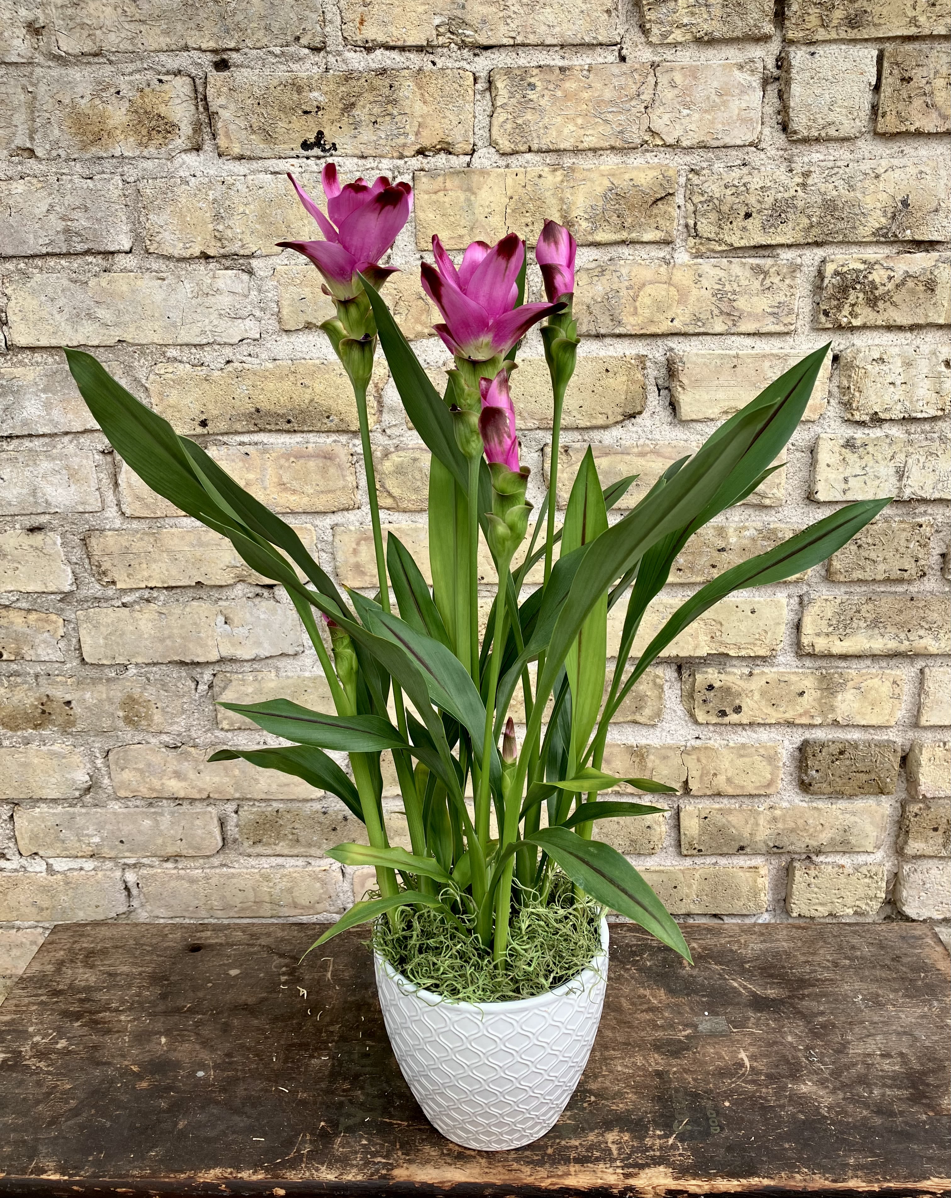 Potted plant with magenta flowers in a white textured pot