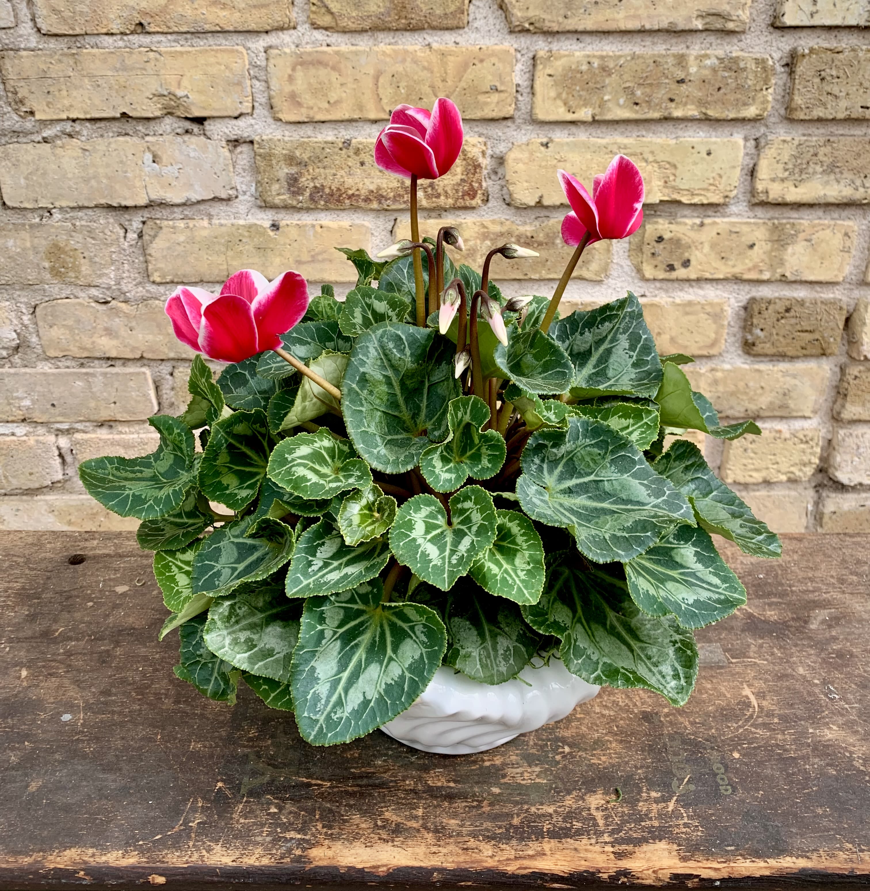 Potted cyclamen with bright pink blooms in a white ceramic container