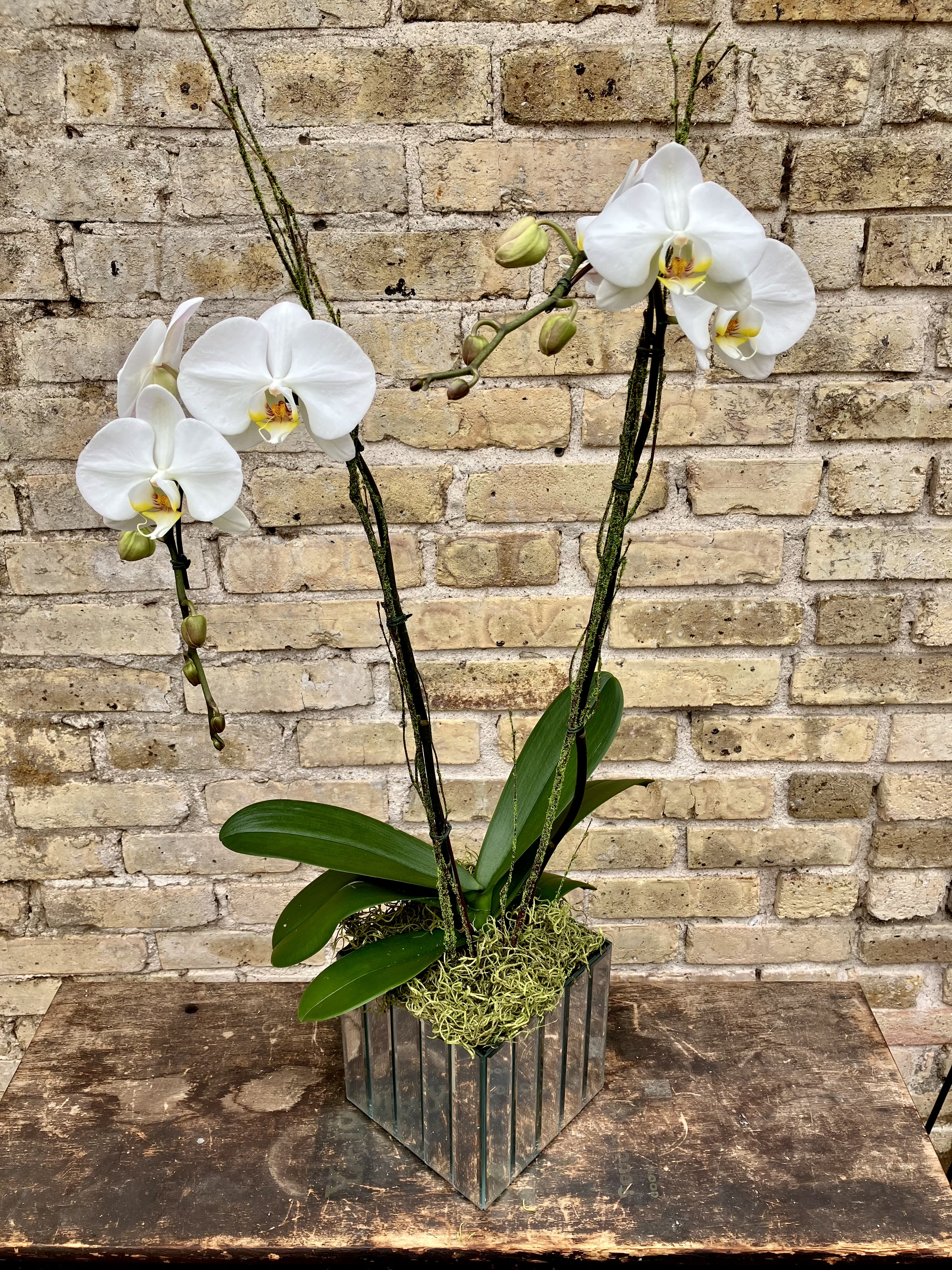 Summer Serene - Double White Phalaenopsis Orchid Plant Set Up Into a  Decorative Mirror Container. Moss Coat Birch Branches and Spanish Moss Finish Off This Long lasting Plant.