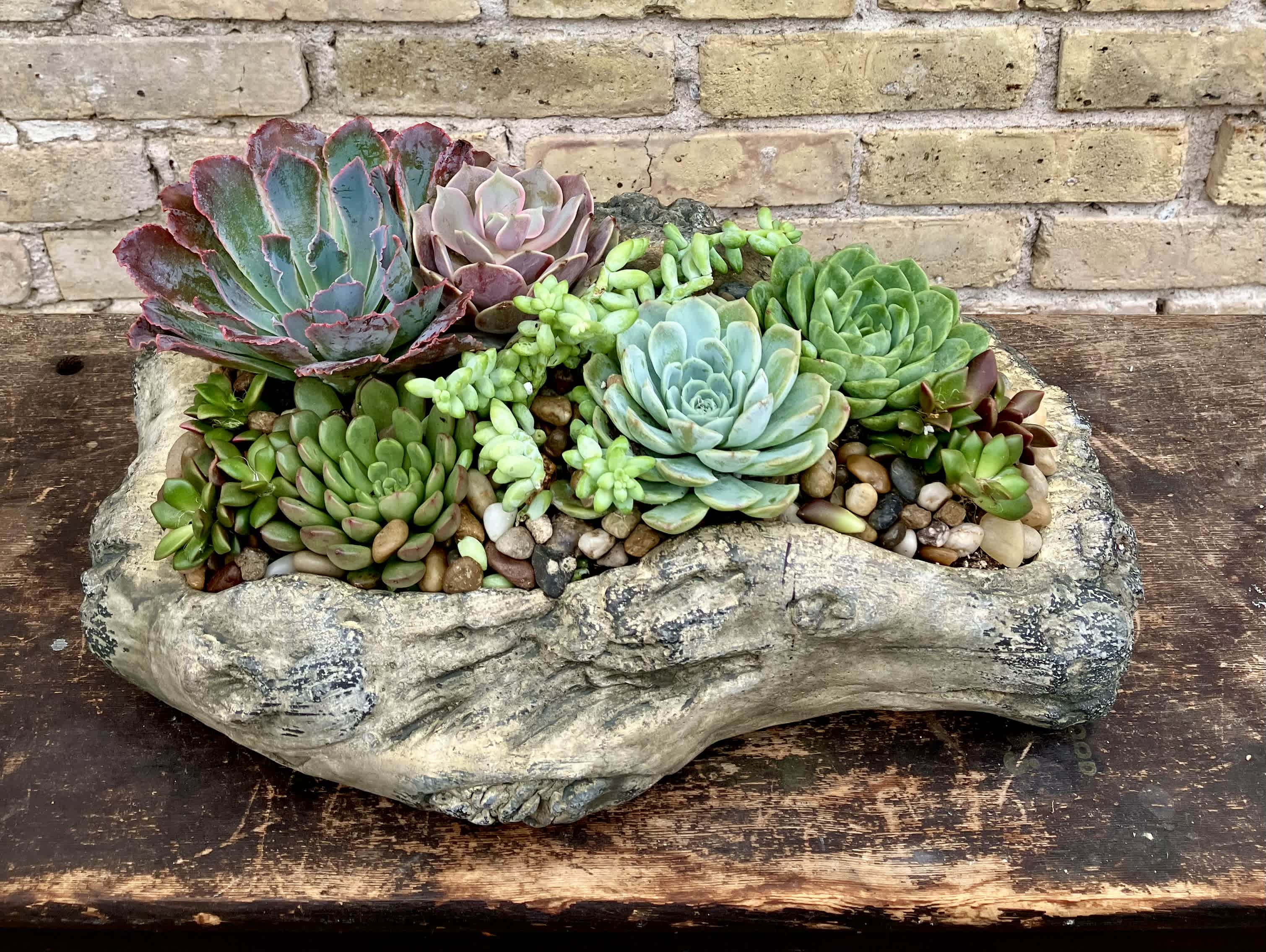 Succulent arrangement in a rustic stone planter with mixed rosette plants