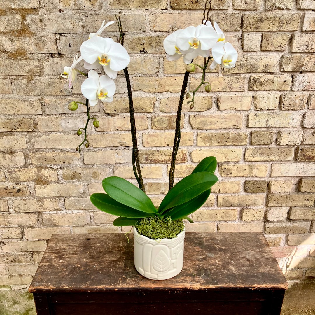 White orchid plant in a white ceramic pot on a table