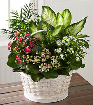 The FTD® Rural Beauty™ Dishgarden - Simple. Lovely. Special. This beautiful arrangement of plants include a spectrum of Kalanchoe plants blooming in a comforting spectrum from white to pink to hot pink and accented with additional greenery. Prepared by a local FTD artisan florist, the plants are set in a white woodchip basket. It makes an inspired and appropriate choice for expressing your condolences at a wake or to comfort grieving friends and family when you have it delivered to their homes or offices.  Your purchase includes a complimentary personalized gift message.