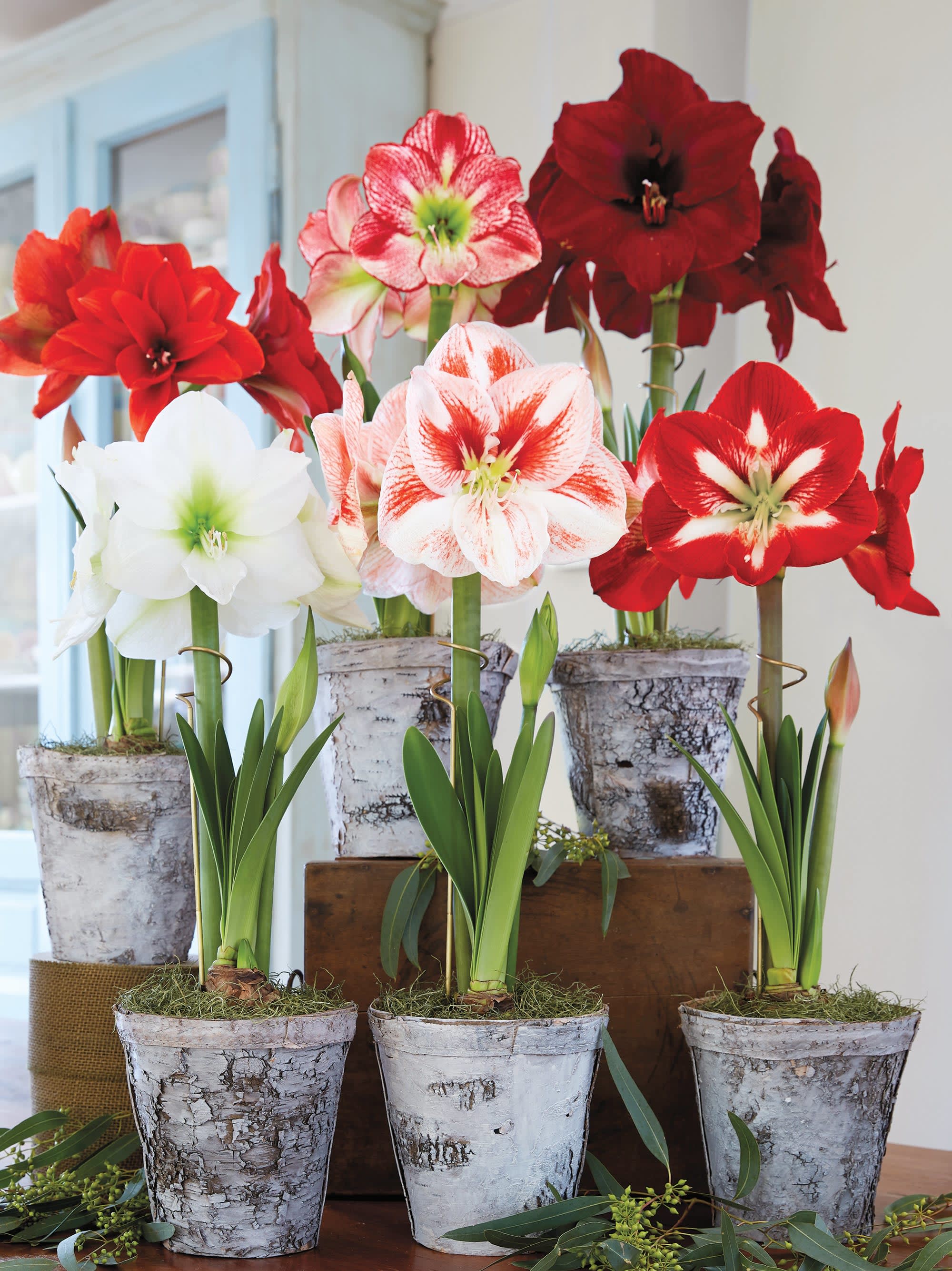 Potted amaryllis blooms in red, white, and pink arranged in birch-look containers