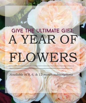 Graphic with text over a background of peach and cream garden roses promoting a year of flowers gift