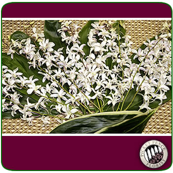 Orchid Delight - 12 Dendrobium Orchid sprays and Assorted Greens. (Best color available) 