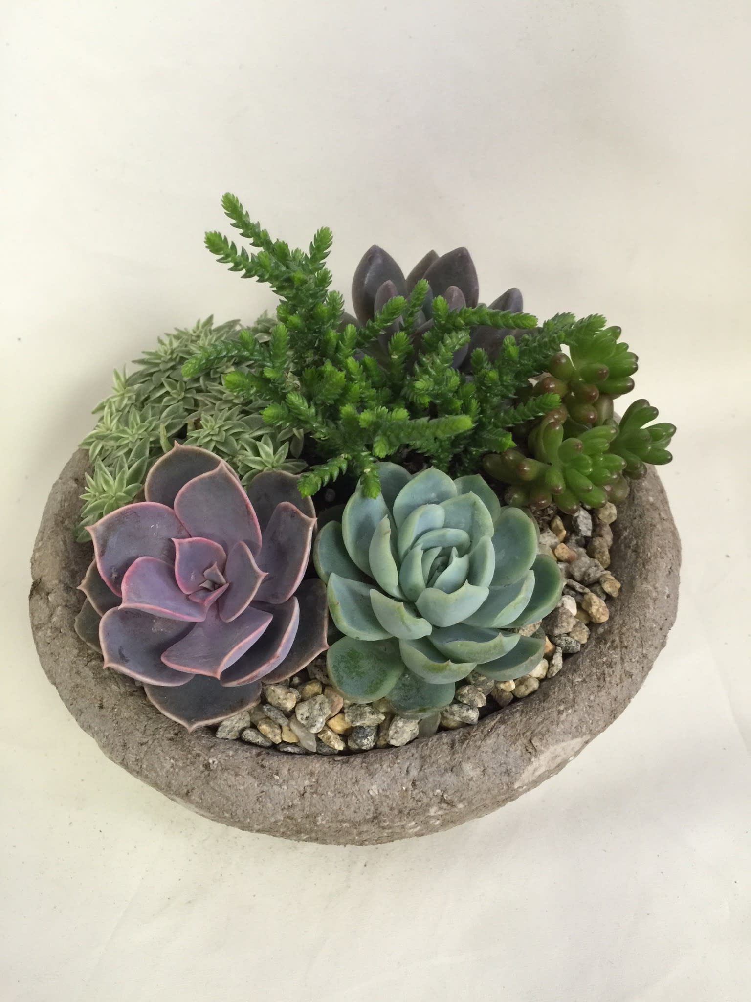 Succulent arrangement in a shallow stone bowl with mixed rosette plants