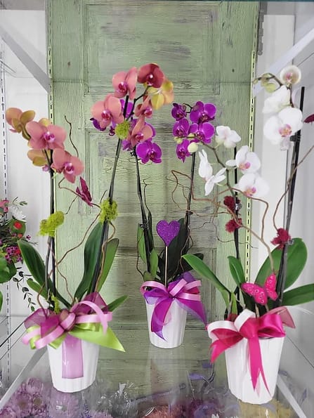 Three potted orchid arrangements with pink, purple, and white blooms