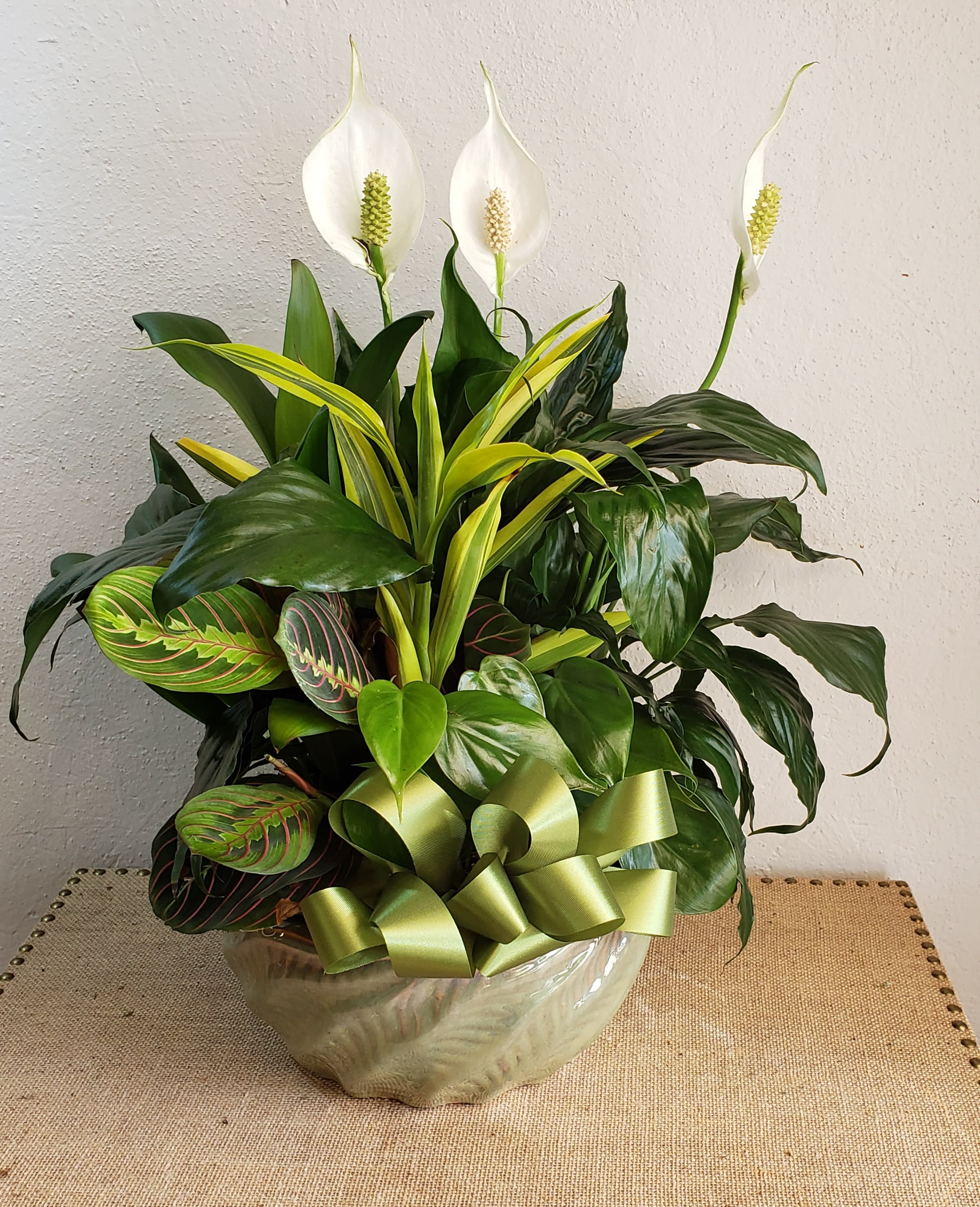 Garden Of Green 12 inches - Large ceramic planter filled with a variety of indoor green plants. Easy to grow! 