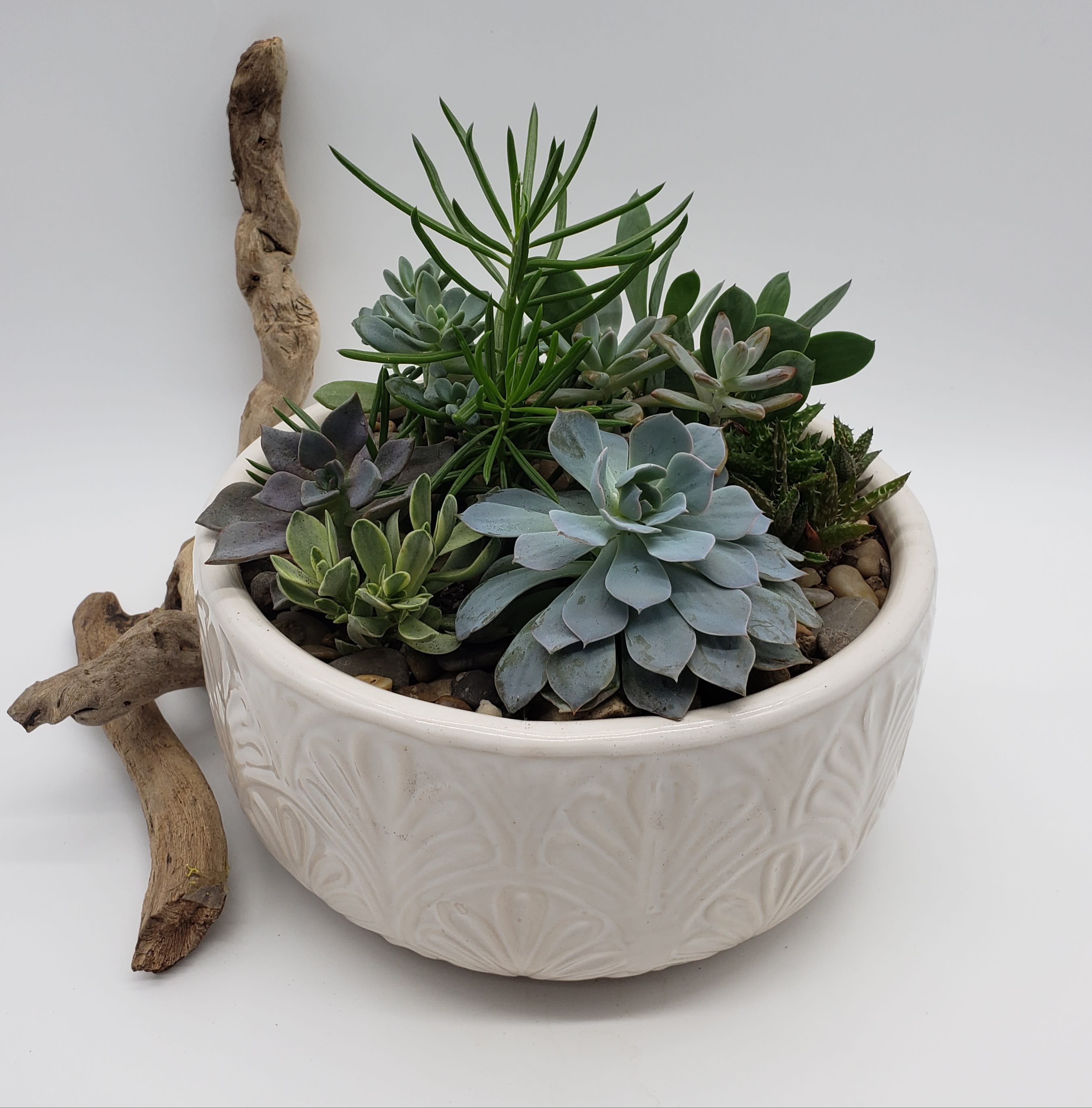 Succulents Garden - Assorted succulent planters for the Summer sunshine. Grown in a 10 inch assorted ceramic planters. Approximately 9 plants. 