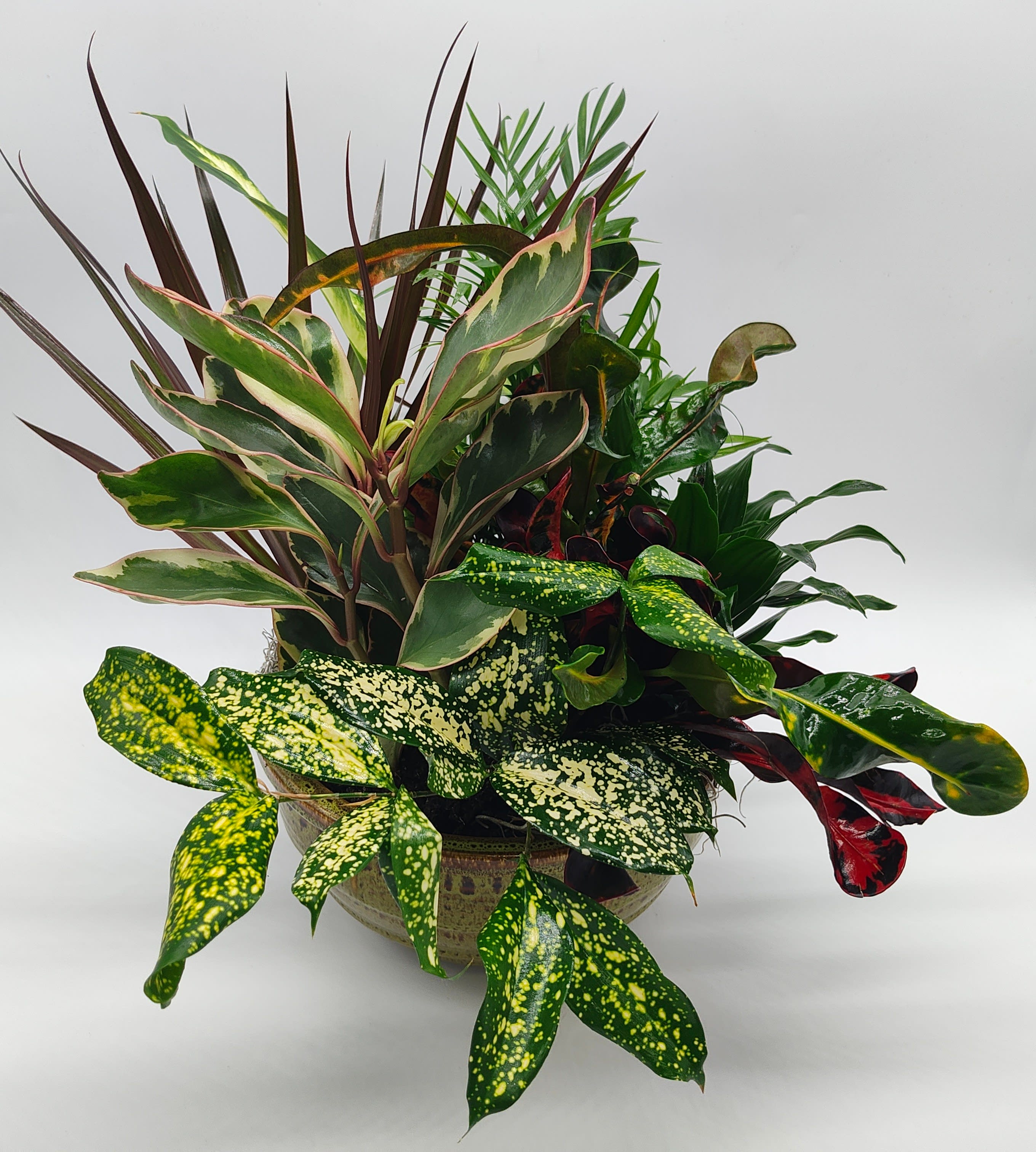 Mixed potted foliage arrangement in a ceramic bowl