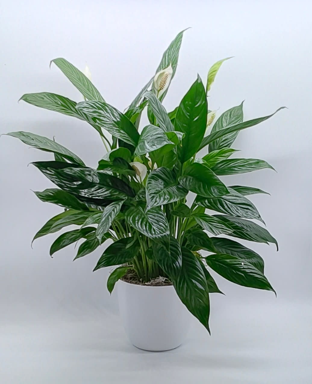 Simply Elegant Peace Lily - Known for its indoor beauty and ability to clear the air of contaminants, this brilliant green plant with dazzling white blossoms makes a perfect gift for almost any occasion. low-maintenance. High quality. Bet you never knew delivering elegance could be this simple.  This spathiphyllum comes in an 6" woven wicker basket. Approximately 30 inches tall.
