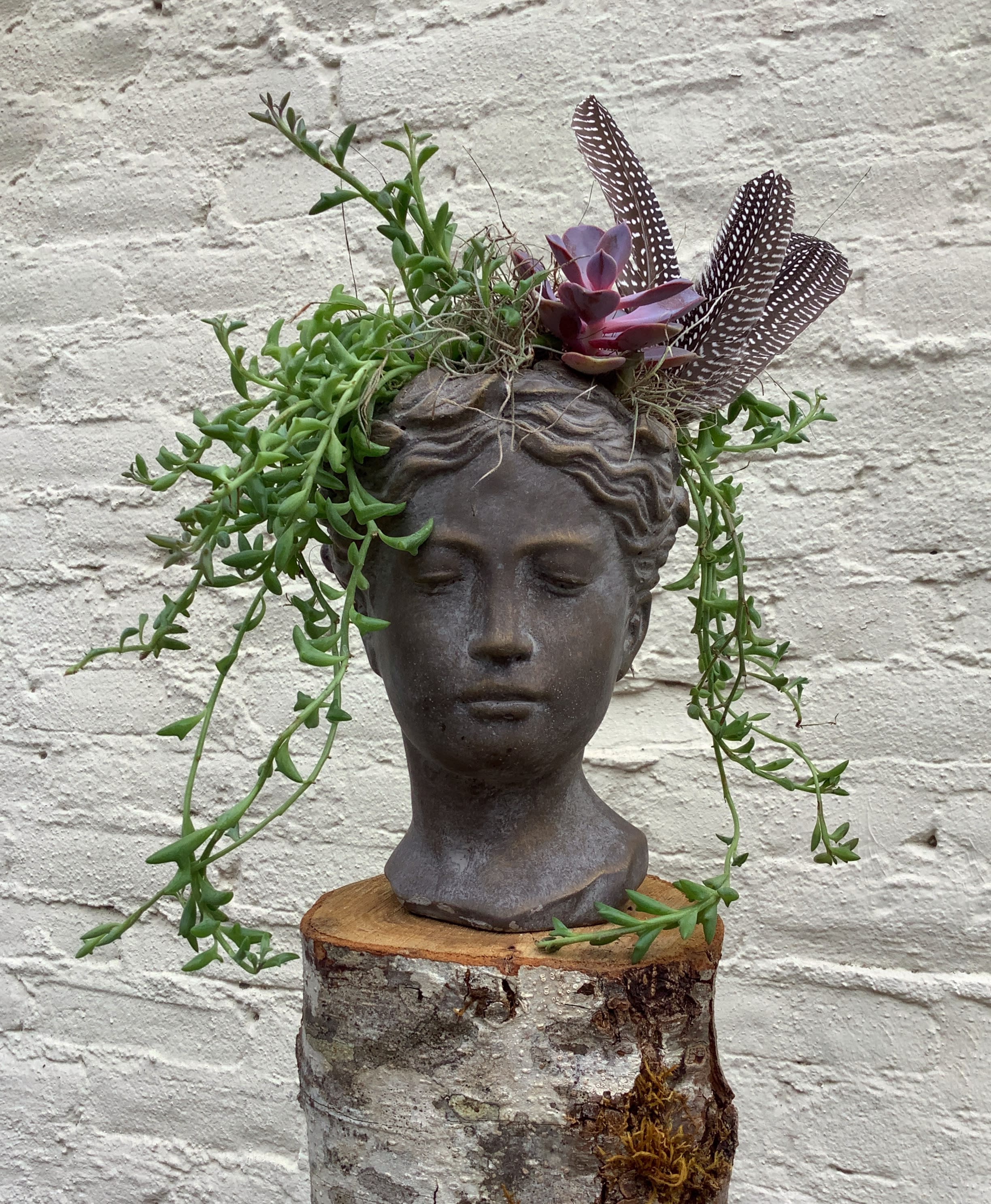 Succulent arrangement in a dark bust planter with trailing stems and spotted feathers