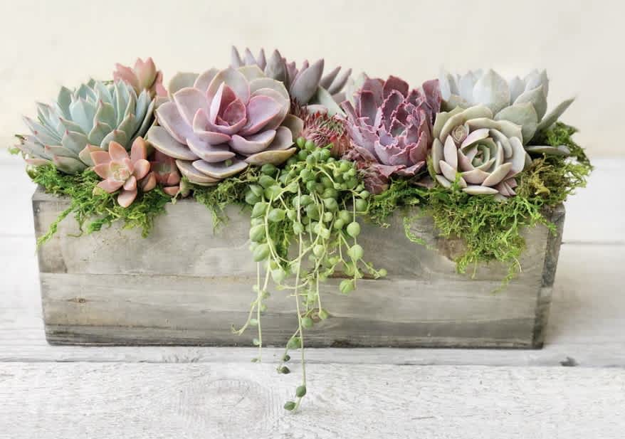 Succulent arrangement in a rectangular wooden planter with trailing greenery