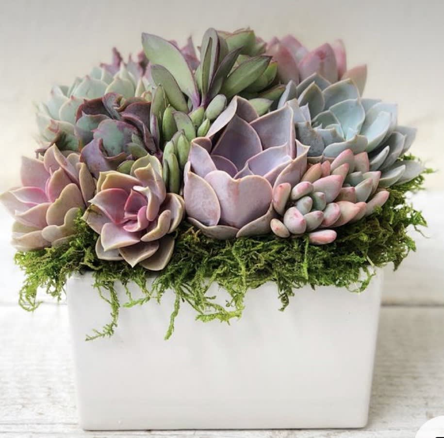 Succulent arrangement in a white square planter with moss on top