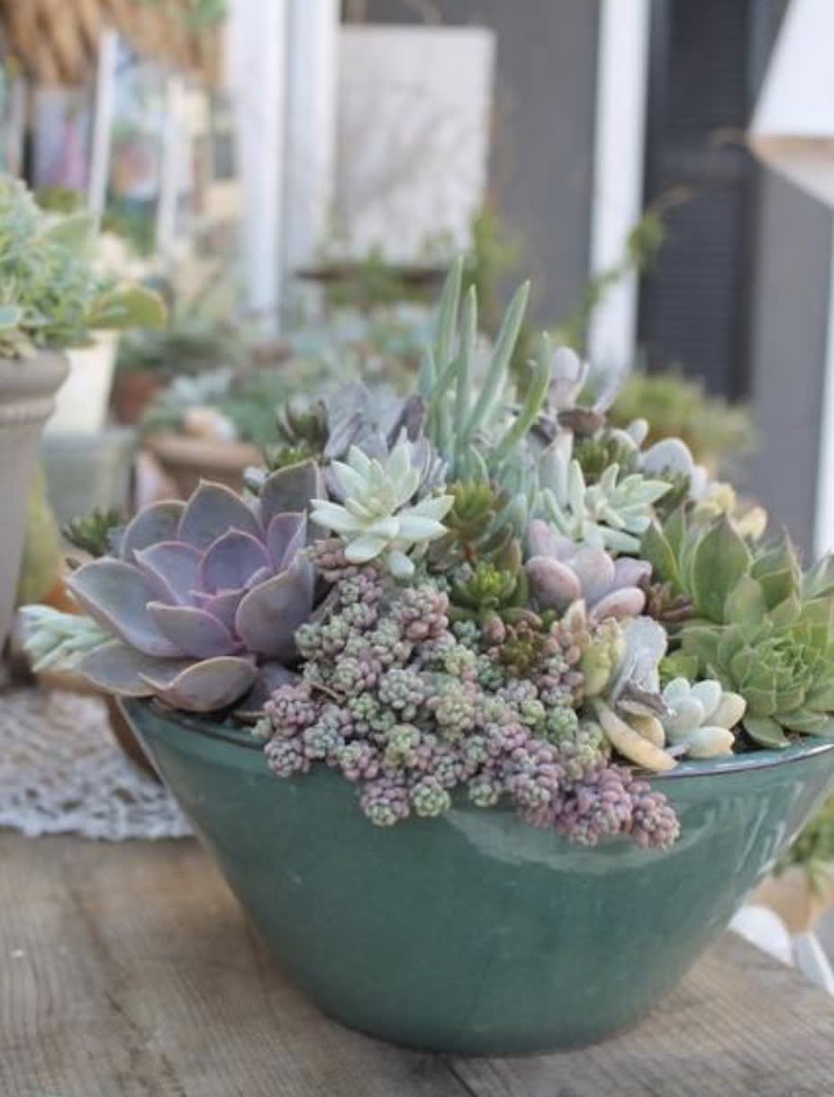 Succulent arrangement in a teal bowl planter