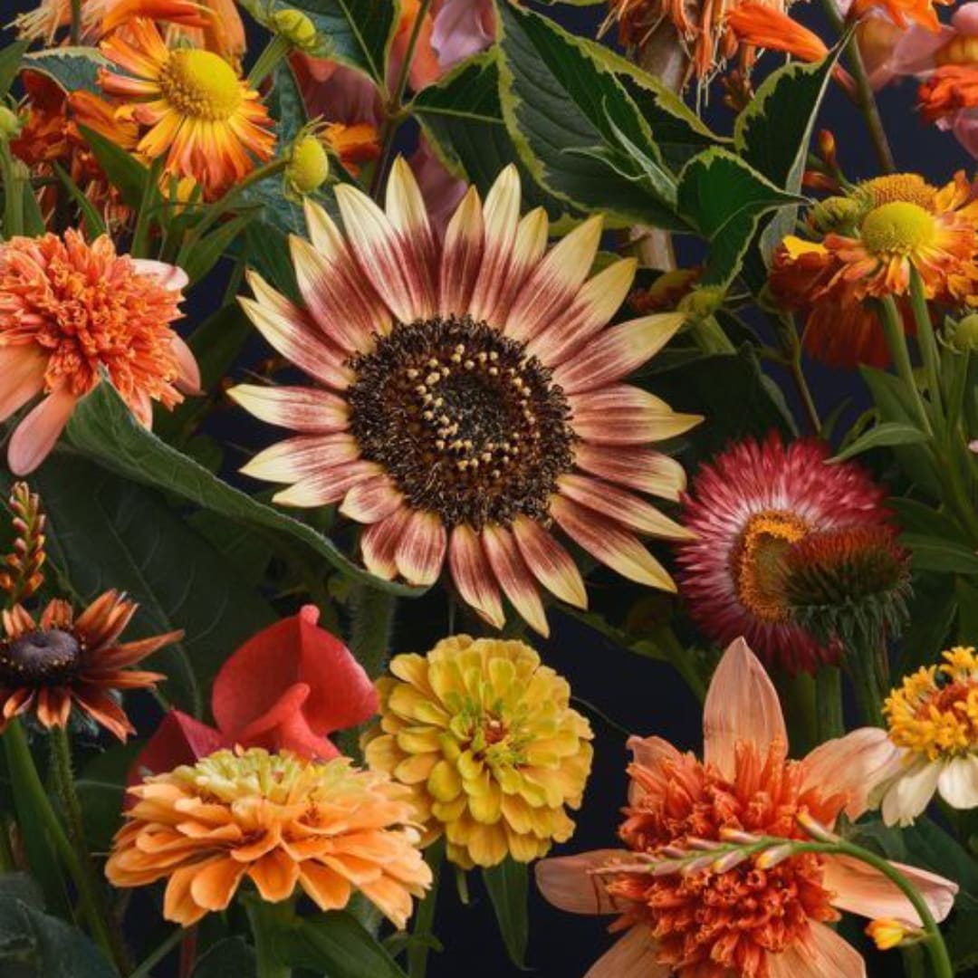Mixed orange and yellow flowers with a large sunflower in the center
