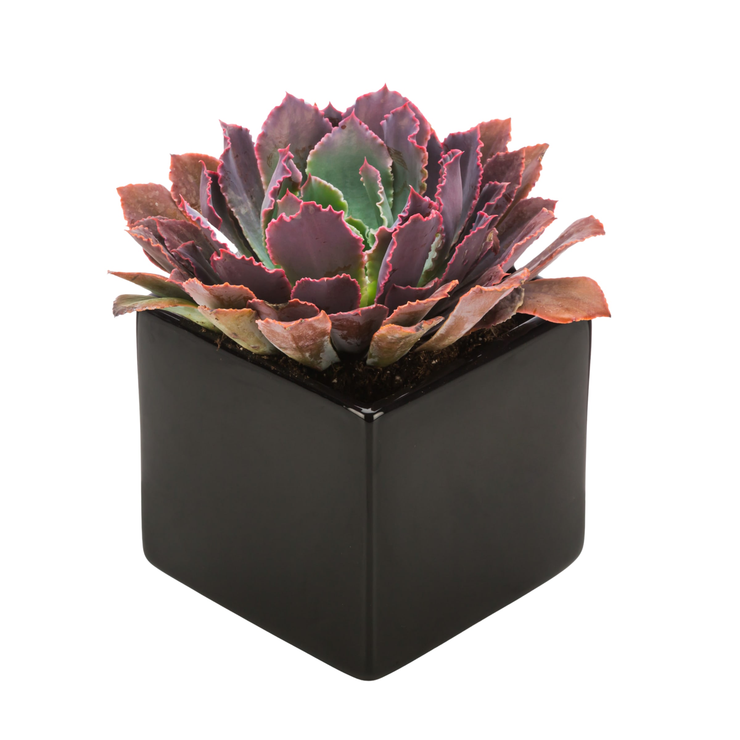 Dark Succulent/ Echeveria - Send a dark potted succulent for Father's Day, to celebrate a career win, or just because. It can be enjoyed for years if you treat it right! Vase and succulent variety can change based on availability.