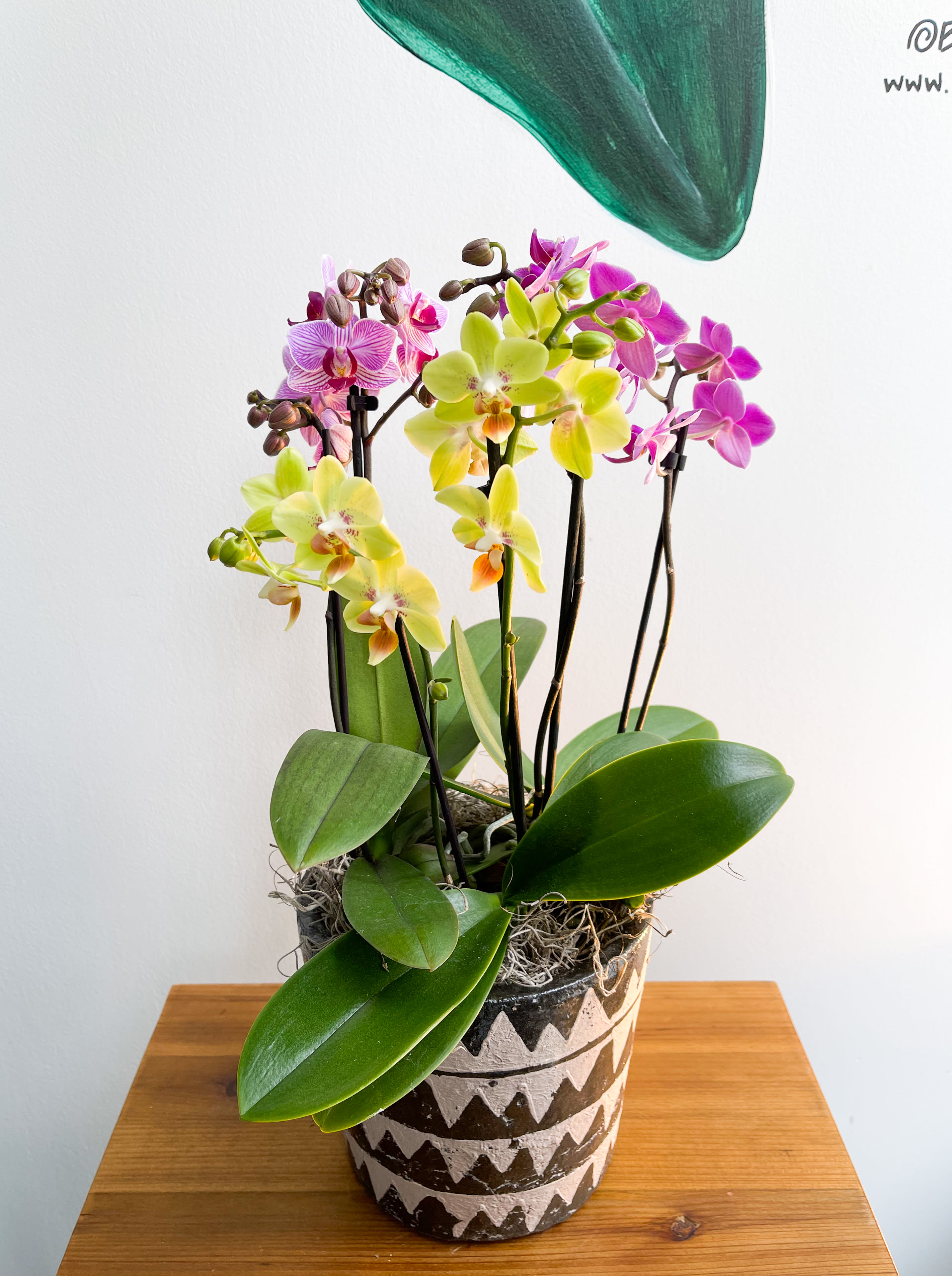 Potted orchids in a patterned ceramic container