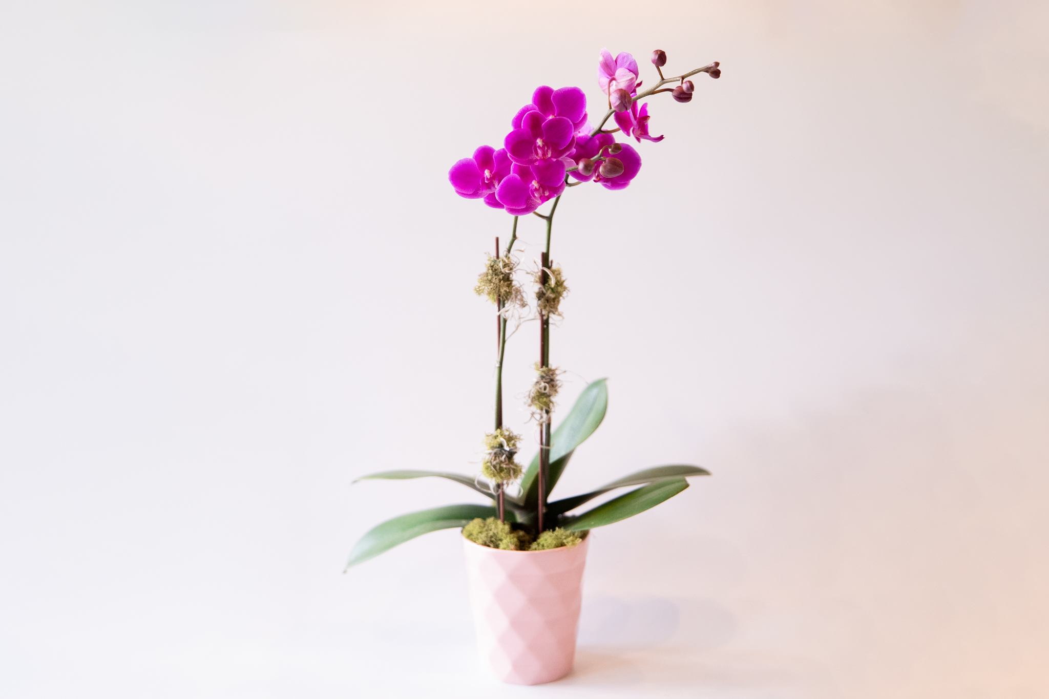 Pink orchid plant in a pink pot