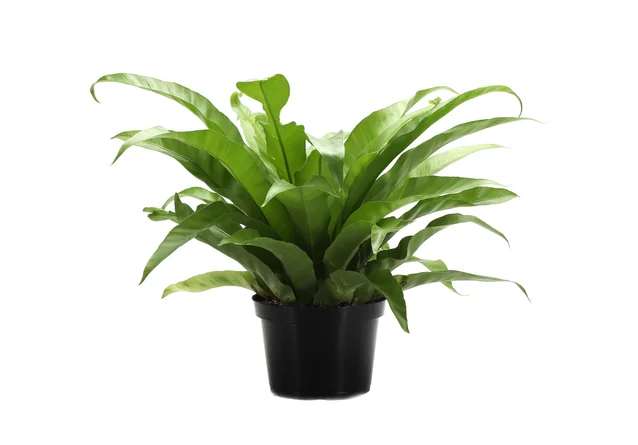 Birds Nest Fern  - This Indoor bird’s nest plants are perfect floor plants for a tropical look in your home or office. From the range of ferns that can be grown indoors this plant has larger leaflets than most and gives that large full leaf foliage plant appearance.