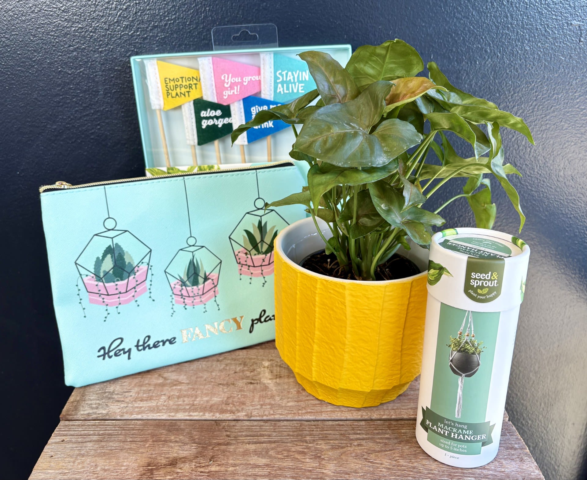 Potted green plant in a yellow pot with a plant hanger and gift bag