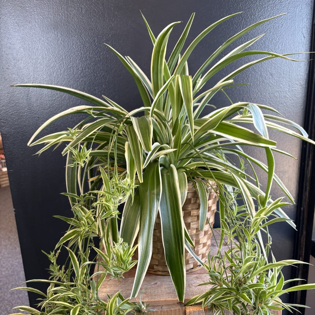 Variegated spider plant in a woven basket planter