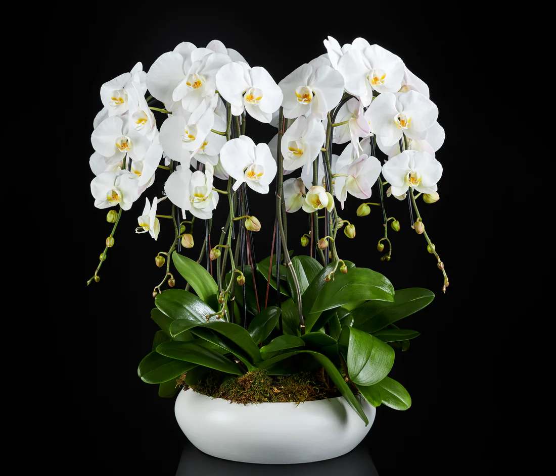 White orchids in a white ceramic bowl planter