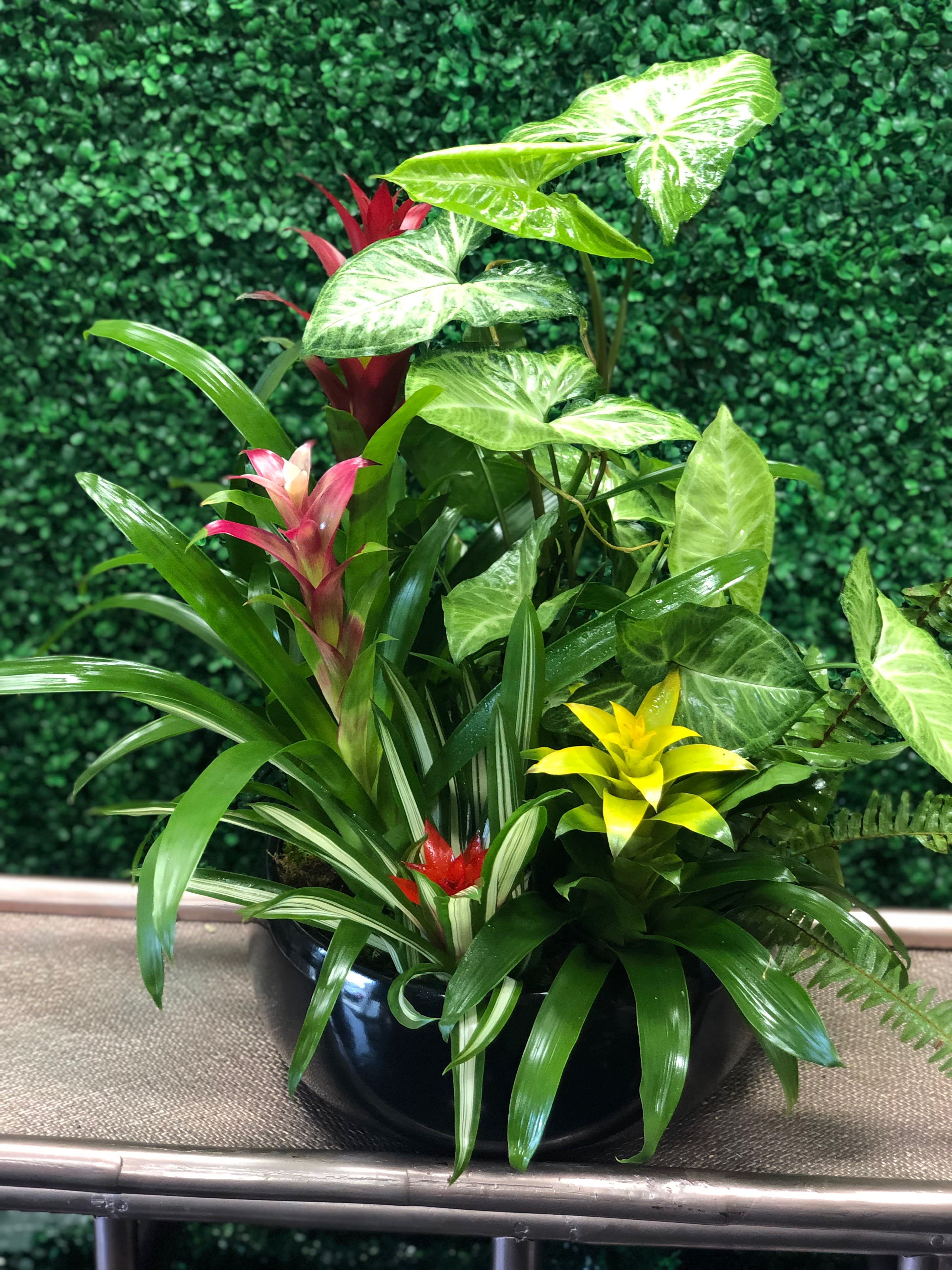 Tropical potted plant arrangement with colorful bromeliads in a black bowl