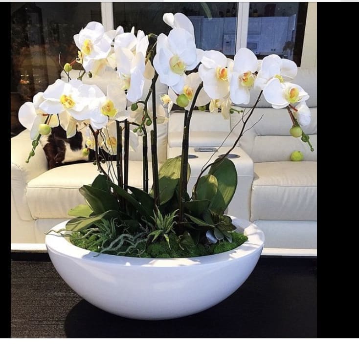 Large white bowl planter with white phalaenopsis orchids and green plants arranged indoors on a table