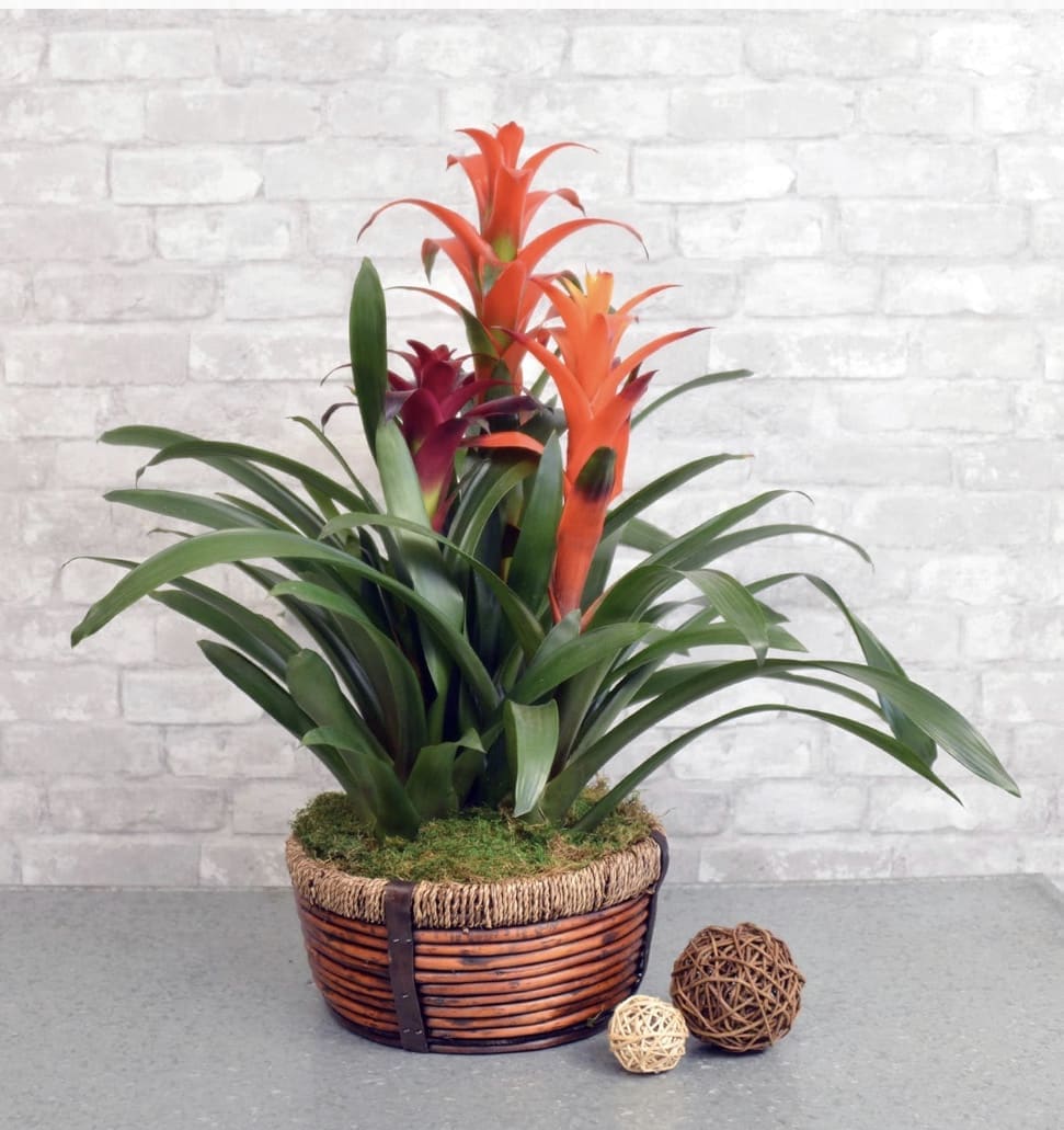 Tropical orange-flowering plant with long leaves in a low woven basket planter