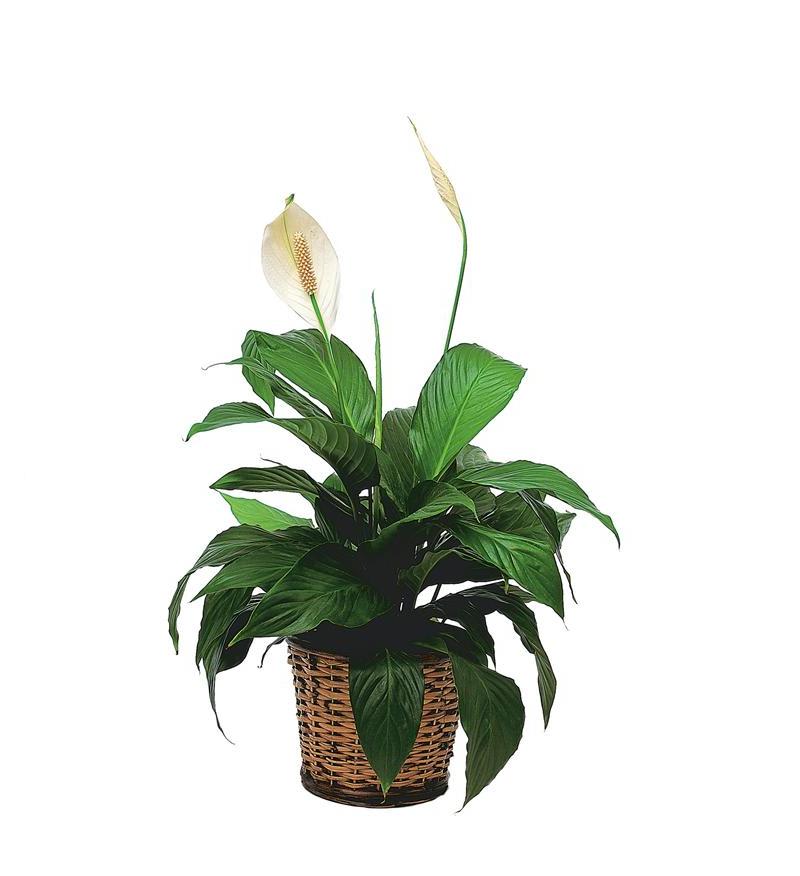 Potted peace lily in a woven basket planter