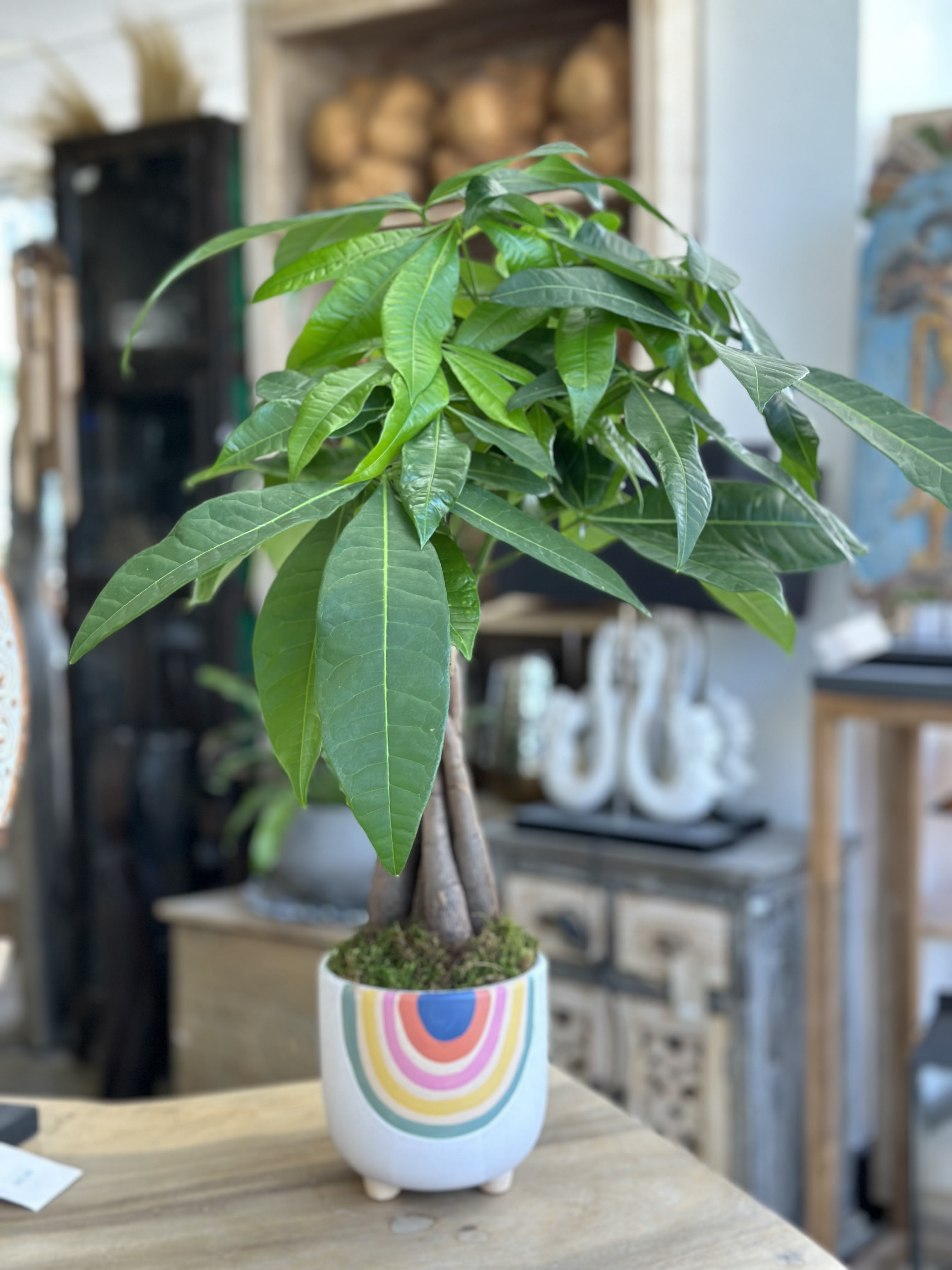 Potted money tree plant in a white rainbow-patterned ceramic pot