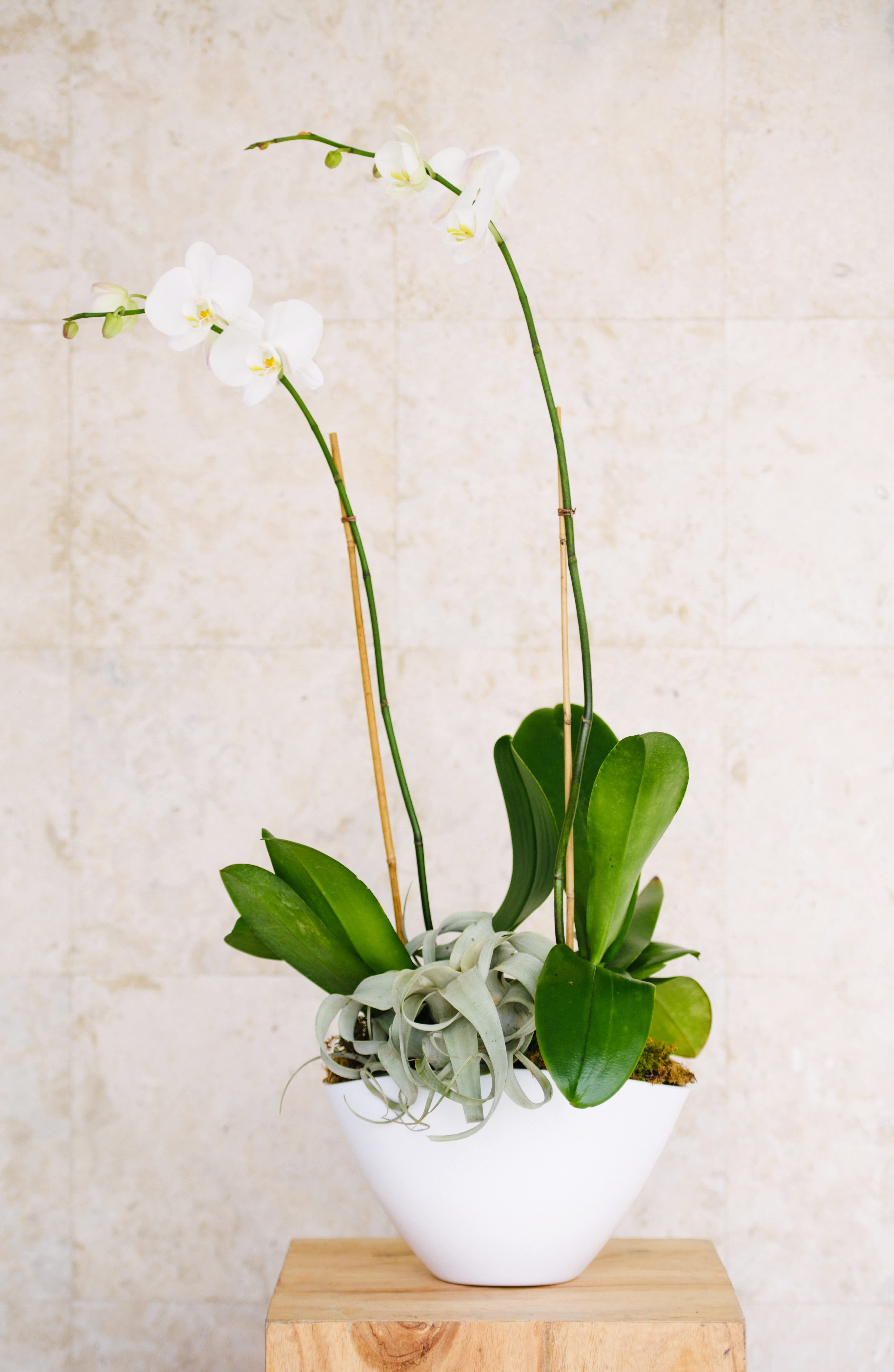 White orchids in a white pot with broad green leaves