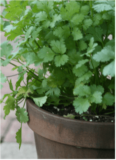 HEALING HERBS GARDEN - There are over 4000 Chinese medicinal plant substances that are known to have clinical effectiveness; join Pittsford’s only board certified Chinese medical practitioner, Tennille Richards, MSC, LAC. of LIV Acupuncture (and the folks at Gallea’s), as she explains and explores common botanical western ‘cousins’ to well-known Chinese herbs and their very specific medical uses. We will learn all about the optimal care and growing conditions of these herbs and plants themselves plus their usefulness according to Chinese medicine and TCM (Traditional Chinese Medicine) treatment principles. We will cover topics such as the immune system, circulation, digestion and inflammation in a very practical way. Also, you will take your understanding of ‘teas’ to a new level while learning about medical decoctions.  Class takes place at Gallea’s, 2832 Clover Street, Pittsford NY 14534 (corner of Clover and Jefferson Rd).   ​  Registration $40 + sales tax  Thurs. TBA  6:30pm - 8pm  