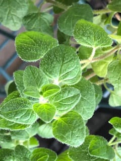 Close-up of a green leafy plant with rounded textured leaves
