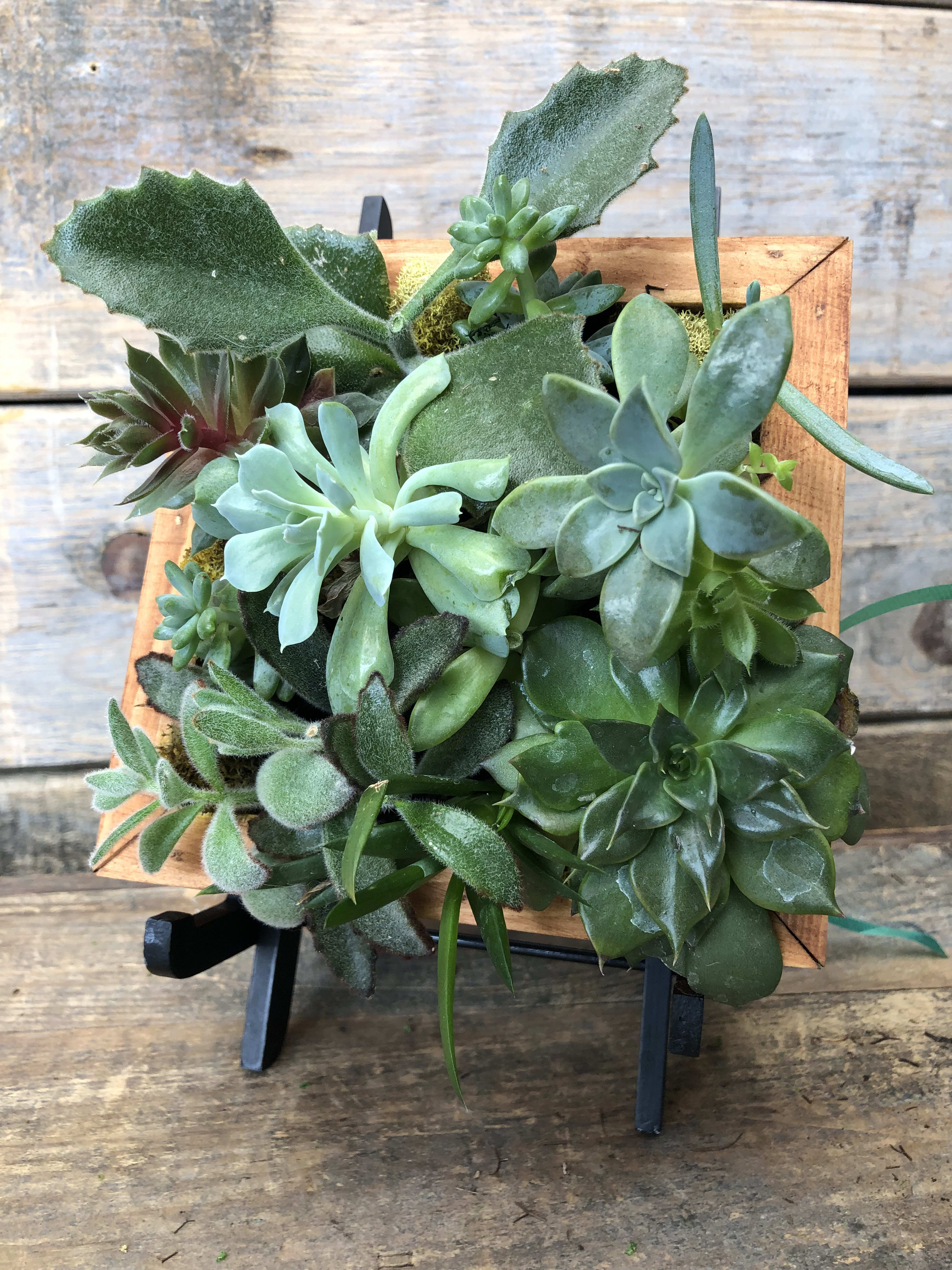 Succulent arrangement in a square wooden frame on a black stand