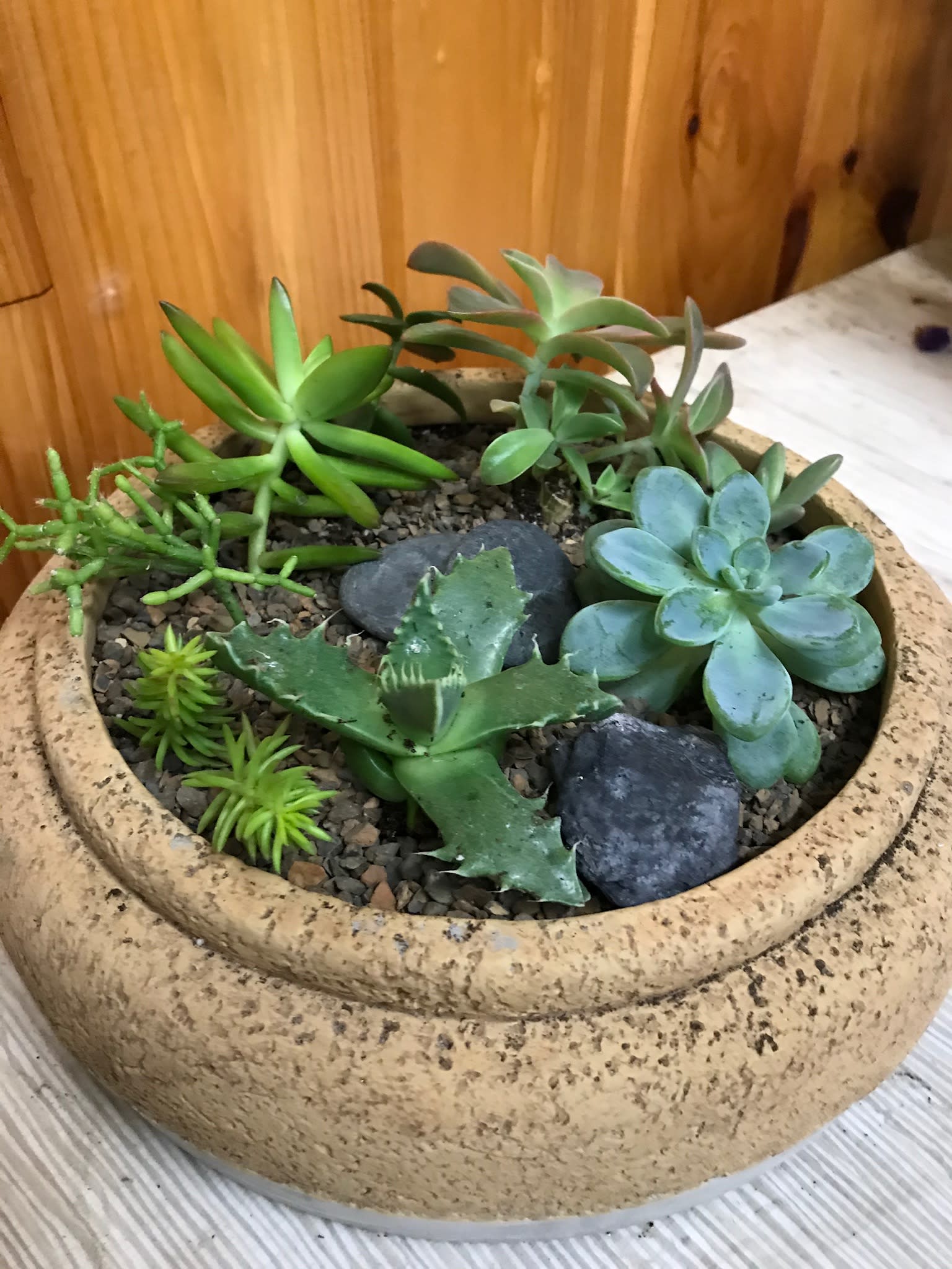 Potted succulent arrangement in a shallow beige planter with decorative stones