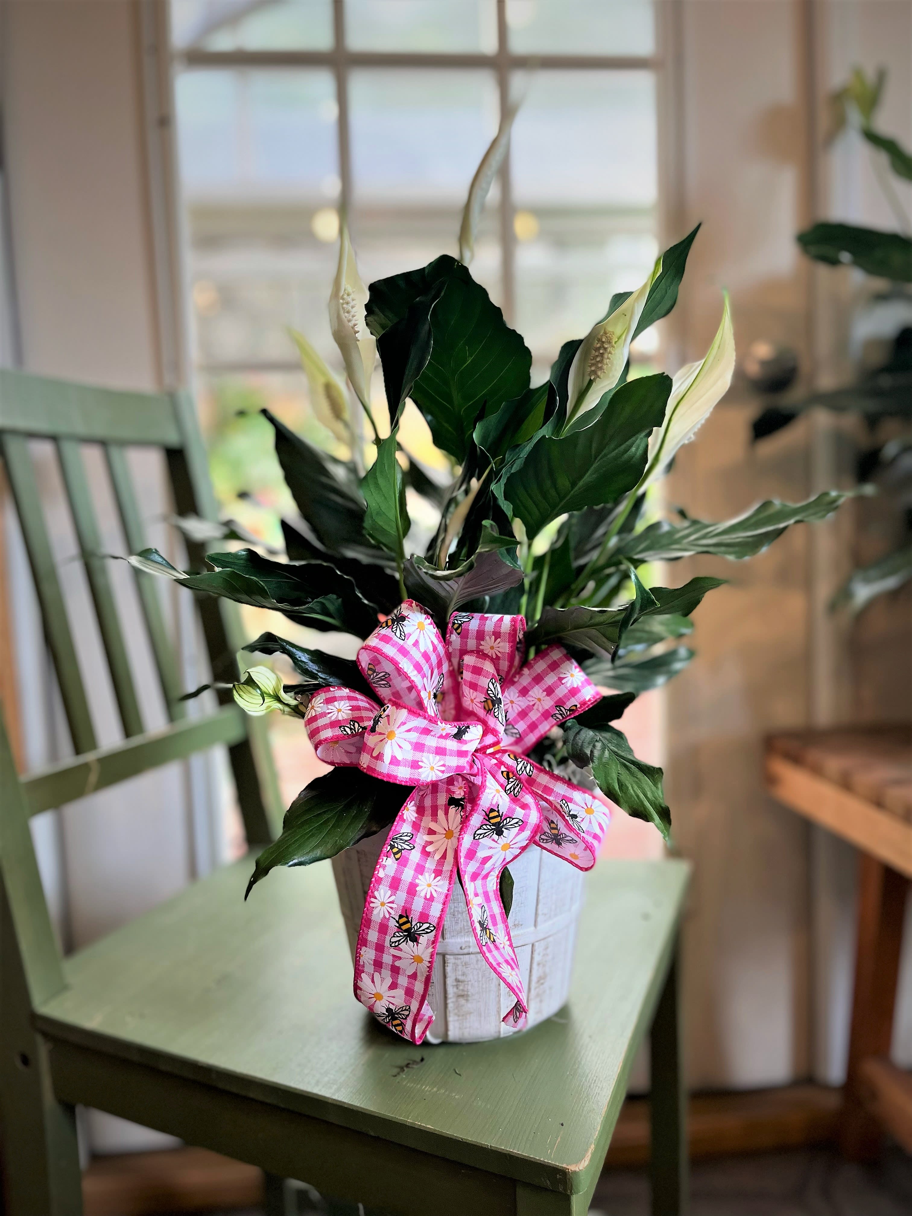 Potted peace lily with white blooms and a pink patterned ribbon