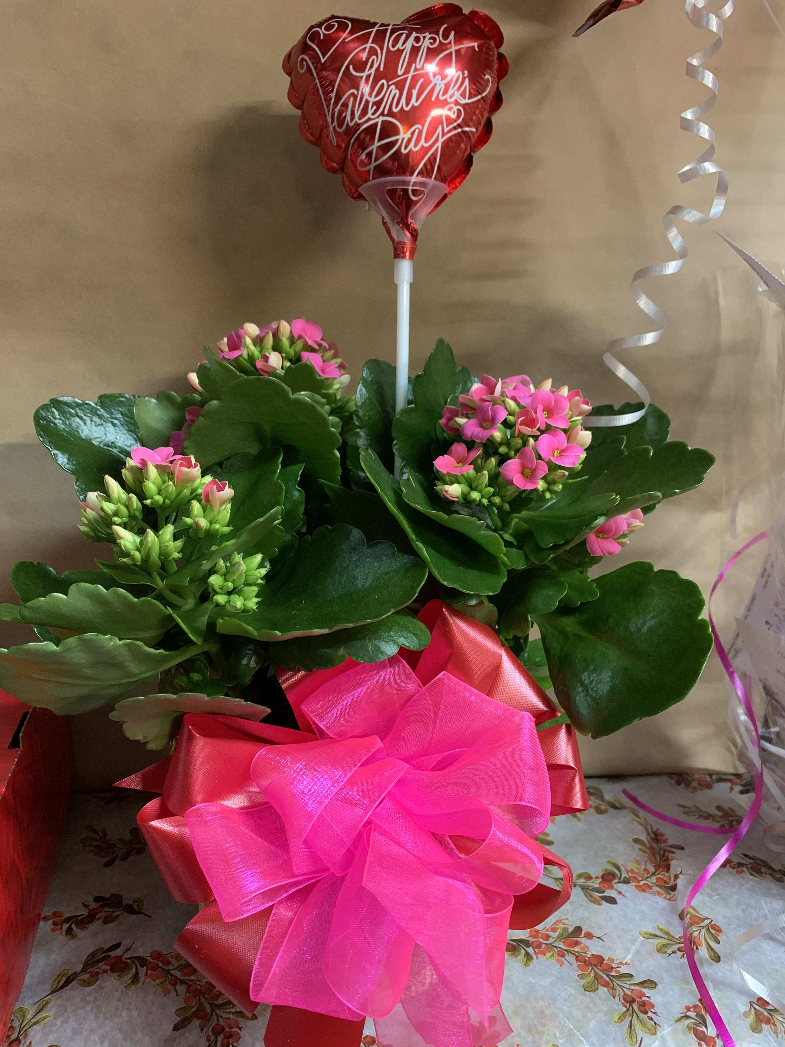 Potted pink flowering plant with a red Valentine's Day balloon and bright pink bow