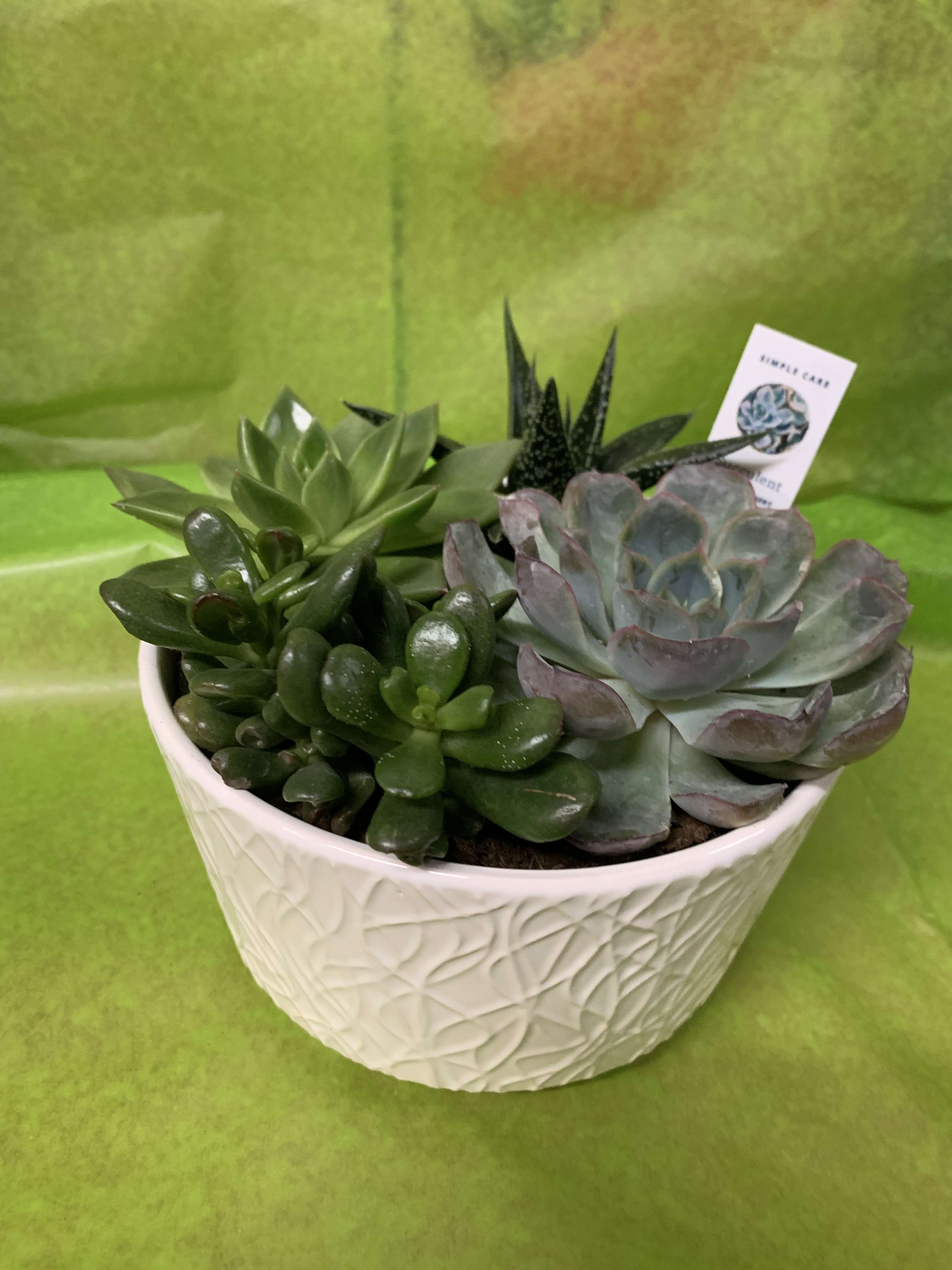 Potted succulent arrangement in a white textured bowl
