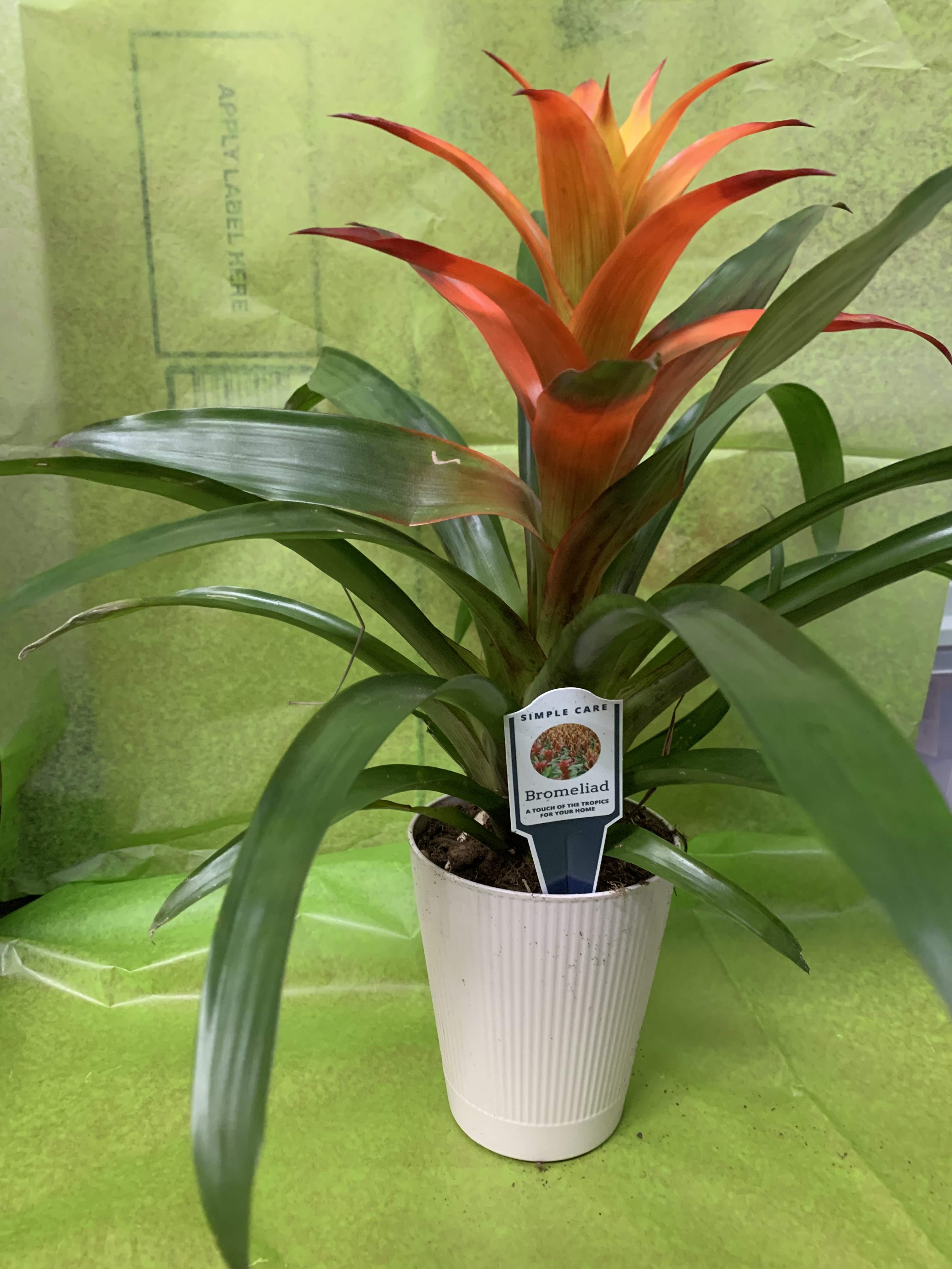 Potted bromeliad with orange-red bloom in a white planter