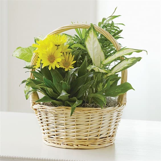 Basket arrangement with yellow daisies and assorted green plants
