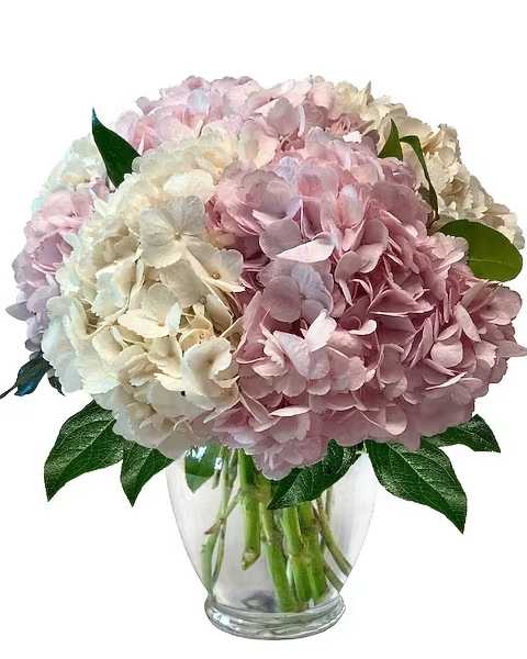 Pink and white hydrangea bouquet in a clear glass vase