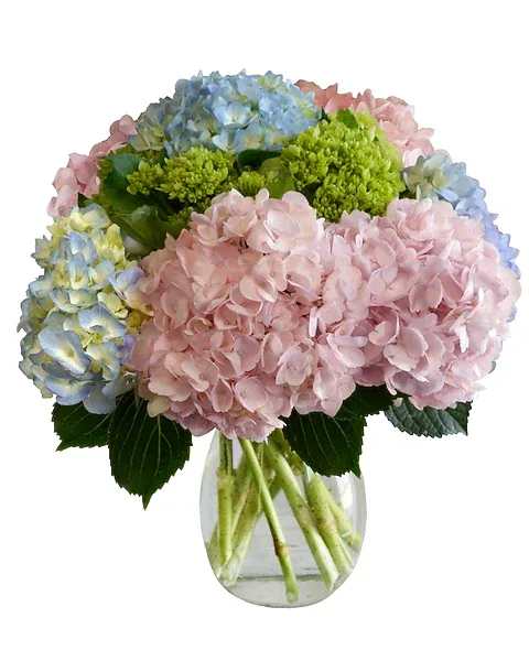 Pink and blue hydrangea bouquet in a clear glass vase
