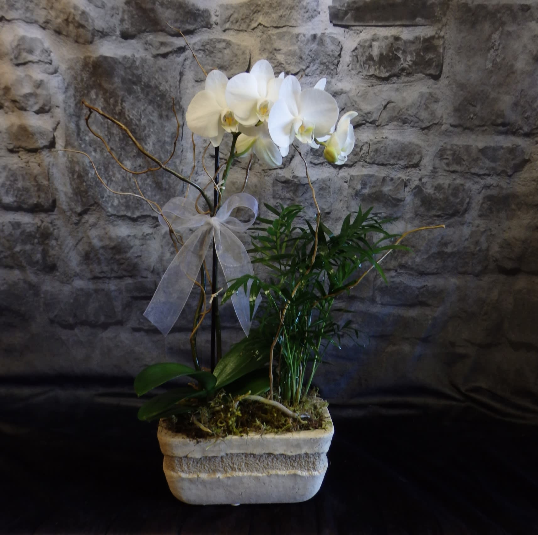 White orchid plant in a stone planter with a sheer ribbon