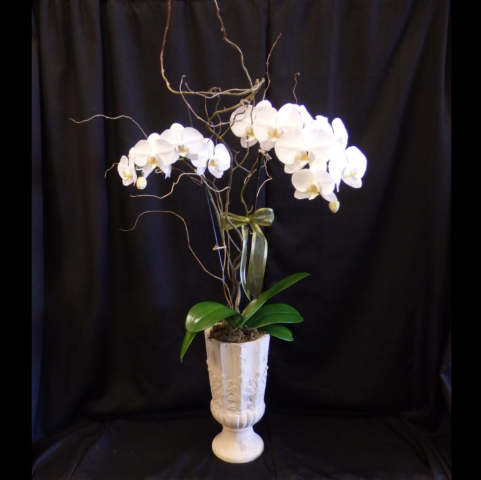 White orchid arrangement in a tall white urn with twisting branches