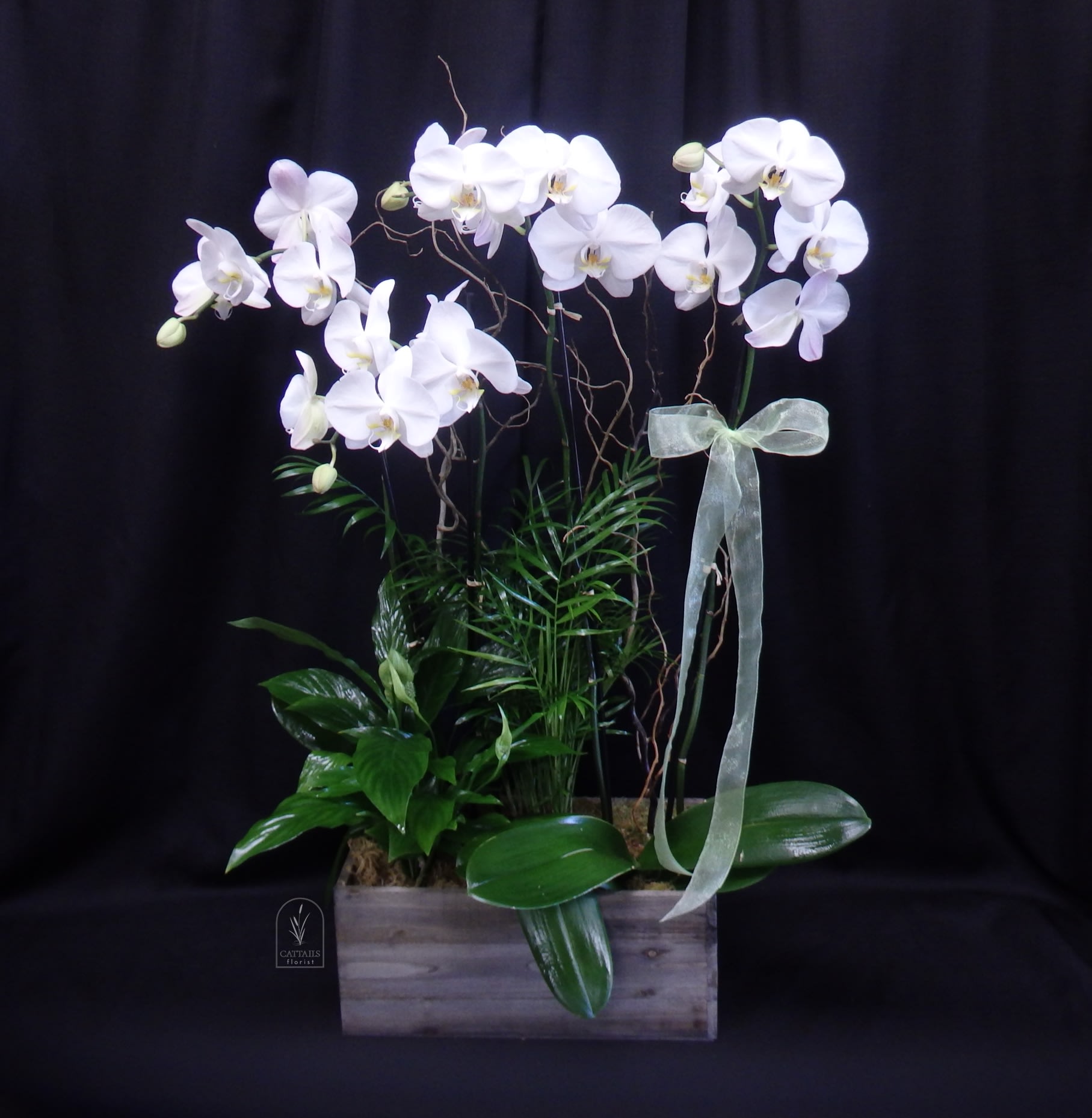 White orchids arranged in a wooden planter with a sheer ribbon