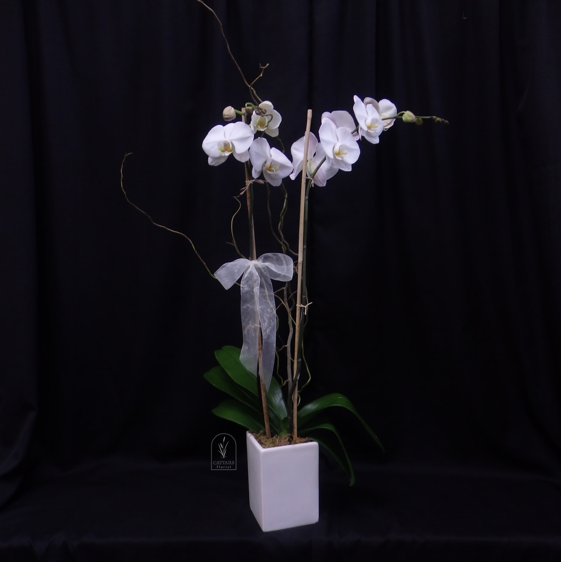 White orchid plant in a square white pot with a ribbon
