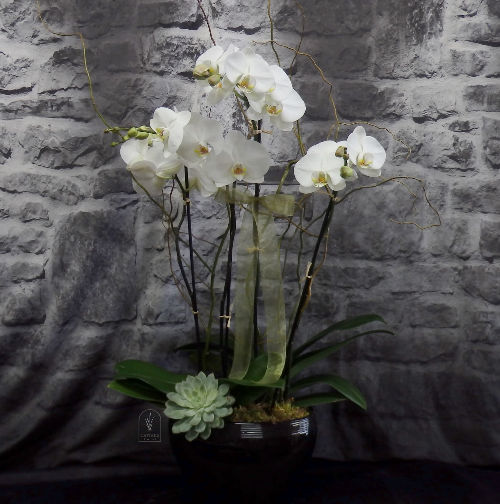 White orchids in a black pot with a small succulent accent