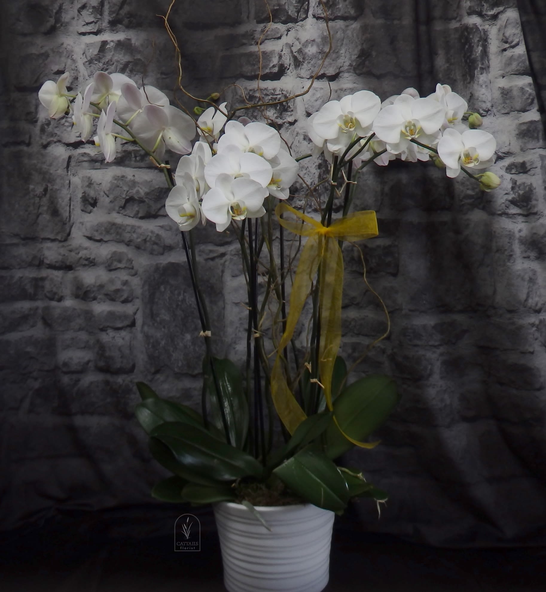 White orchid plant in a white pot with a yellow ribbon